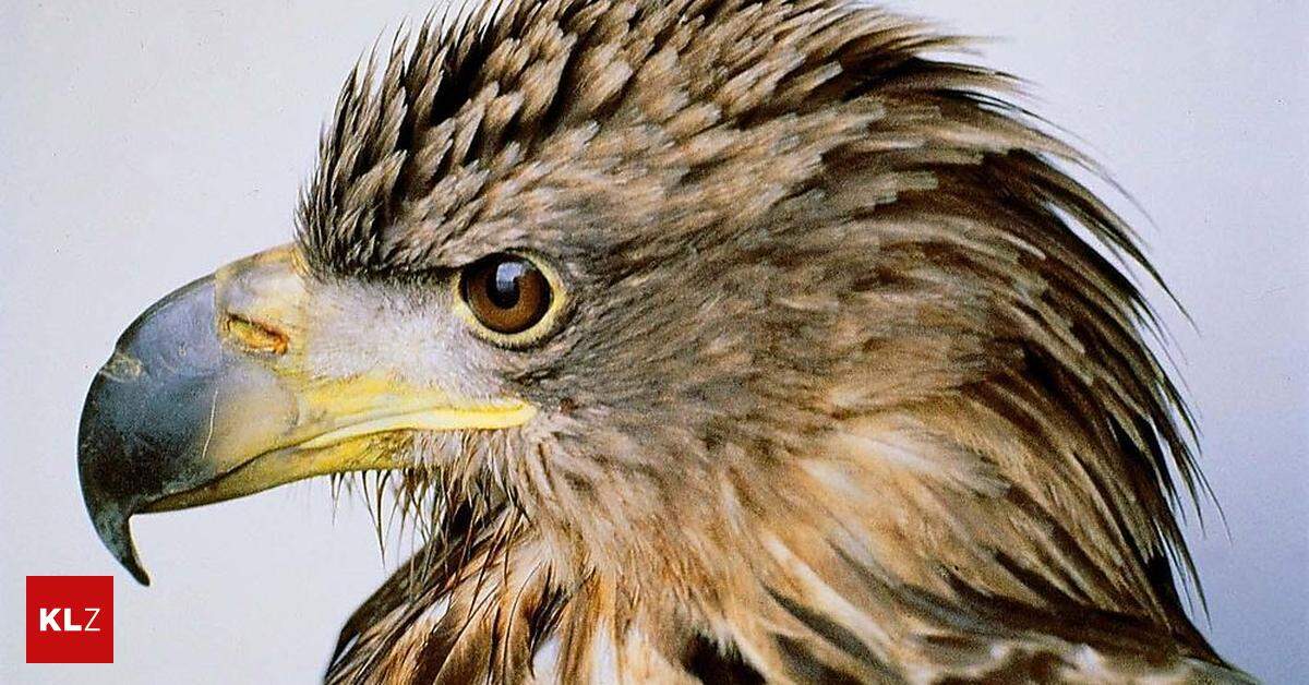 Seeadler Im Aufwind 20 Jahre Nach Ausrottung Wieder 45 Brutpaare