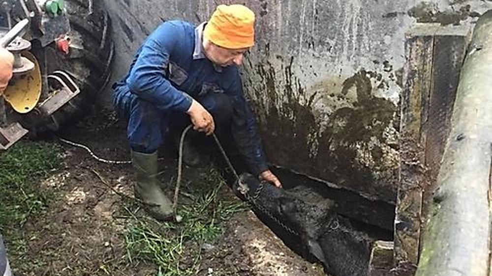 Tierrettung in Frauental Einsatzkräfte befreiten 500 Kilo Kuh aus