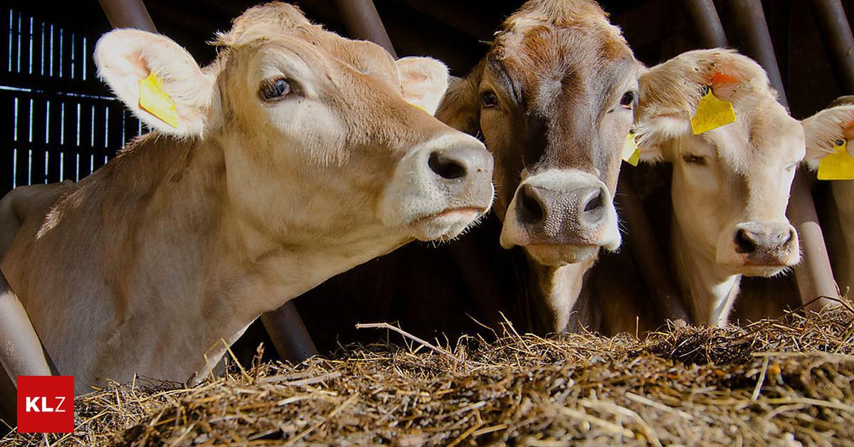 Landwirtschaft Erstmals Blauzungenkrankheit bei Kärntner Rind entdeckt