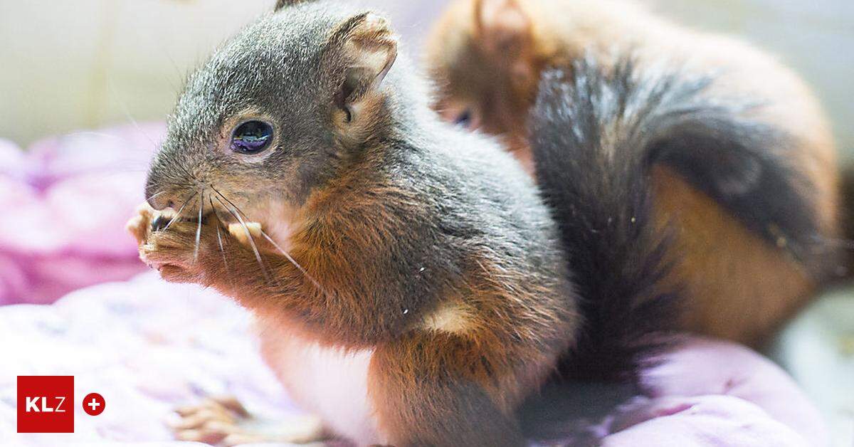 Neustart Kleine Wildtiere in großer Not Neuer Standort gefunden