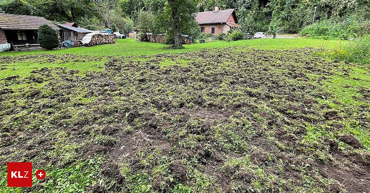 Leoben Seegraben Wildschweine verwüsteten Obstgarten in einem