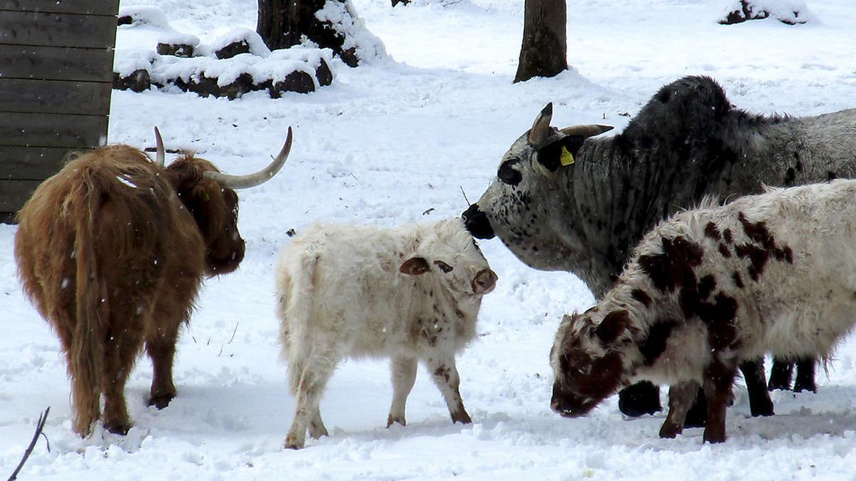 Tiere Rinderherde Sucht Neues Zuhause