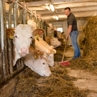Die beiden Standbeine von Kärntner Fleisch sind die Vieh- und Fleischvermarktung