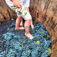 Bei der Weinlese können Sie selbst Hand und Fuß anlegen