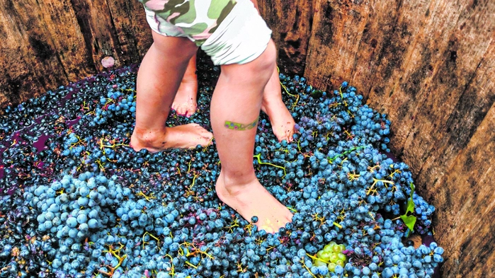 Bei der Weinlese können Sie selbst Hand und Fuß anlegen