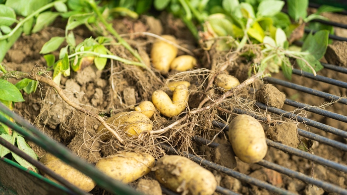Bewährte Kulturpflanzen wie empfindliche Kartoffelsorten geraten durch den Klimawandel zunehmend unter Stress.