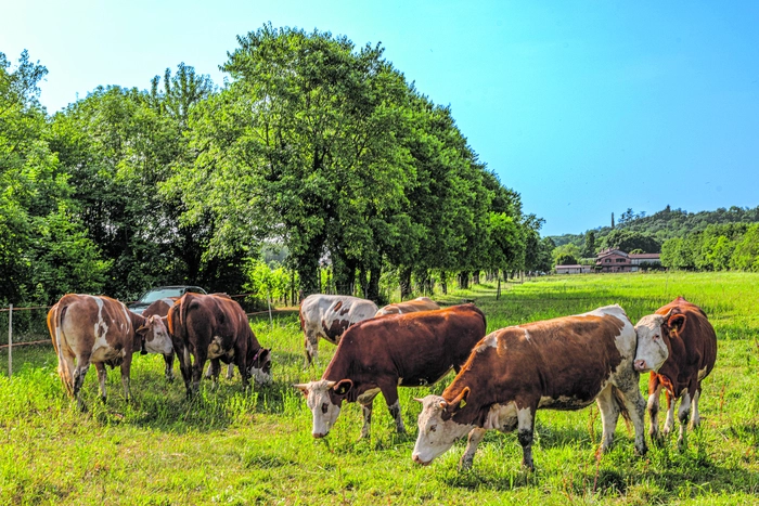 Die Fattoria Zoff in Borgnano