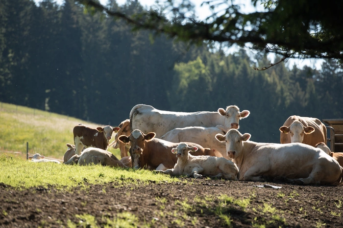 Naturnahe Haltung im Kärntner Almgebiet 