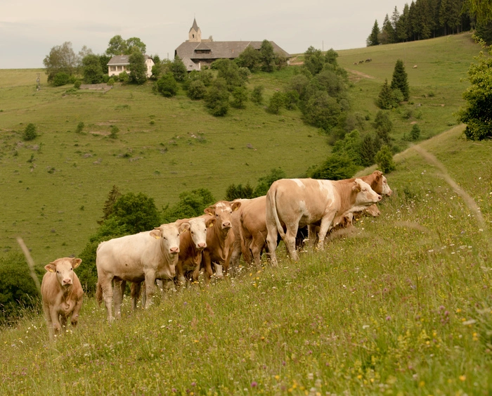 Neben dem Rindermarkt konzentriert sich Kärntner Fleisch auch auf den Markt von Kälbern, Schweinen und Ferkeln sowie Schafen und Lämmern