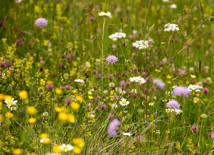 Grünland ist eine landwirtschaftlich genutzte Fläche, auf der hauptsächlich Gräser, Kräuter und Klee wachsen