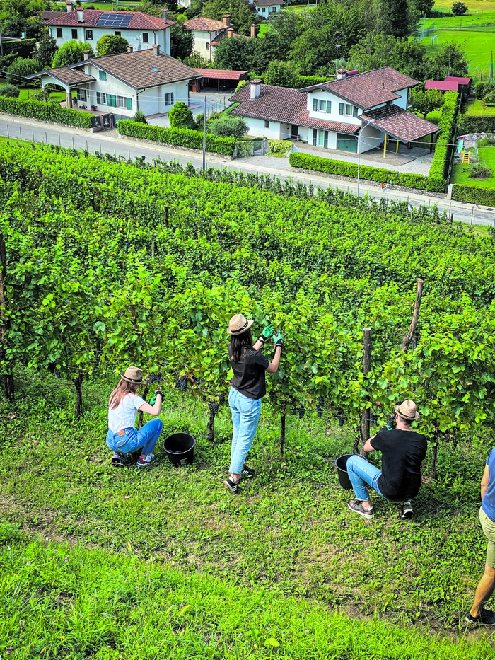 Sieben Winzerbetriebe laden hinter die Kulissen der Weinproduktion