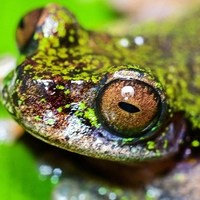Neuer Frosch wird nur vier Zentimeter groß