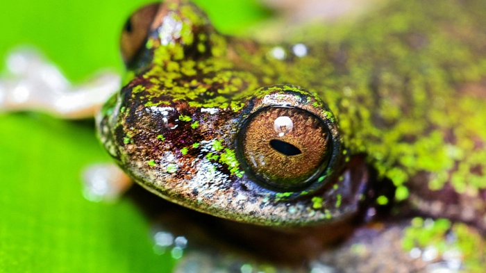 Neuer Frosch wird nur vier Zentimeter groß