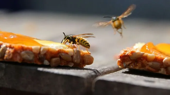 In der zweiten Saisonhälfte fliegen die Wespen vor allem auf Süßes