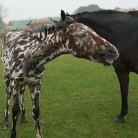 Hype im Internet um Tier mit „Dalmatiner-Zebra“-Fell