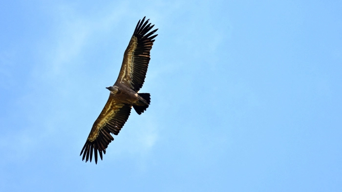 Kreta gilt als Hochburg von Gänsegeiern