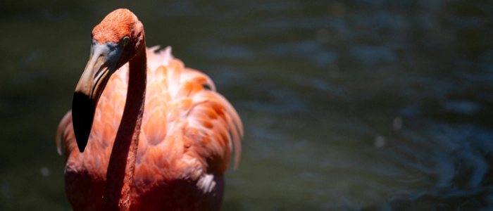 Der Flamingo soll bei der Aktion verletzt worden sein