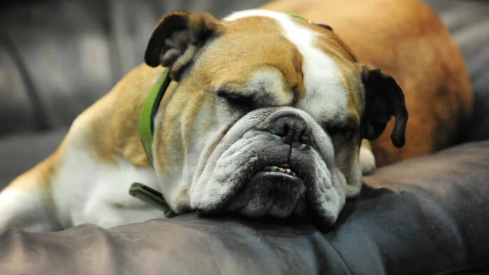 Englische Bulldoggen haben oft Probleme mit der Atmung
