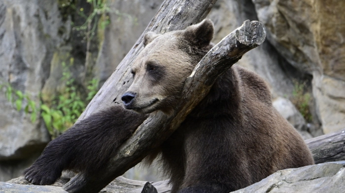 Der Bär verschleppte die Frau aus dem Camp