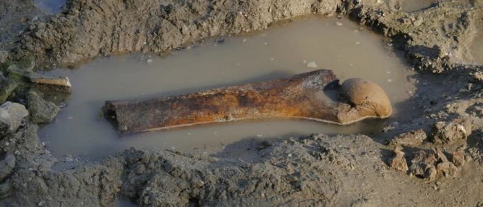 This handout photograph taken by Teodor Mechev and released on July 30, 2026, shows remains of an ancient mammoth, as historically low water levels on the Danube River exposed parts of the riverbed near the village of Ryahovo, north east of Rousse. The Danube -- which runs from the Black Forest mountains of western Germany through 10 countries to the Black Sea -- has dropped to record low levels in parts due to prolonged rain shortages and successive heatwaves since May. Woolly mammoths co-existed with early humans who hunted the cold-resistant herbivores for food and used their tusks and bones as tools. Specialists have so far identified a jaw bone, fragments of tusks, part of a shoulder blade and a femur with its articular head among the stash. (Photo by Handout / Rousse Regional Historical Museum / AFP) / RESTRICTED TO EDITORIAL USE - MANDATORY CREDIT "AFP PHOTO / ROUSSE REGIONAL HISTORICAL MUSEUM / TEODOR MECHEV - HANDOUT - NO MARKETING NO ADVERTISING CAMPAIGNS - DISTRIBUTED AS A SERVICE TO CLIENTS