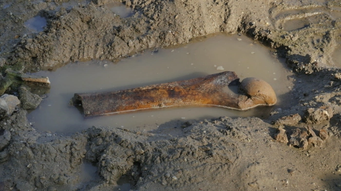 This handout photograph taken by Teodor Mechev and released on July 30, 2026, shows remains of an ancient mammoth, as historically low water levels on the Danube River exposed parts of the riverbed near the village of Ryahovo, north east of Rousse. The Danube -- which runs from the Black Forest mountains of western Germany through 10 countries to the Black Sea -- has dropped to record low levels in parts due to prolonged rain shortages and successive heatwaves since May. Woolly mammoths co-existed with early humans who hunted the cold-resistant herbivores for food and used their tusks and bones as tools. Specialists have so far identified a jaw bone, fragments of tusks, part of a shoulder blade and a femur with its articular head among the stash. (Photo by Handout / Rousse Regional Historical Museum / AFP) / RESTRICTED TO EDITORIAL USE - MANDATORY CREDIT "AFP PHOTO / ROUSSE REGIONAL HISTORICAL MUSEUM / TEODOR MECHEV - HANDOUT - NO MARKETING NO ADVERTISING CAMPAIGNS - DISTRIBUTED AS A SERVICE TO CLIENTS