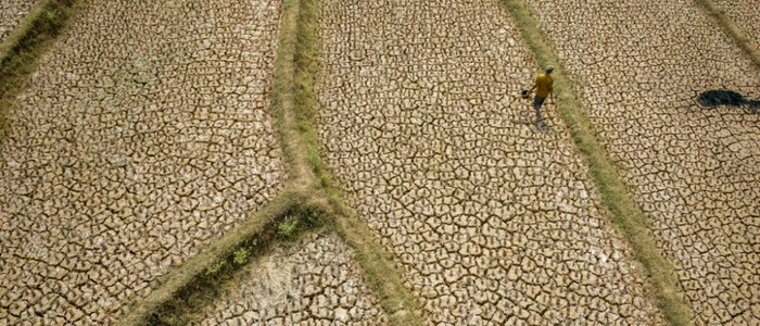 Ausgetrocknetes Reisfeld als Folge von El Nino auf West-Java
