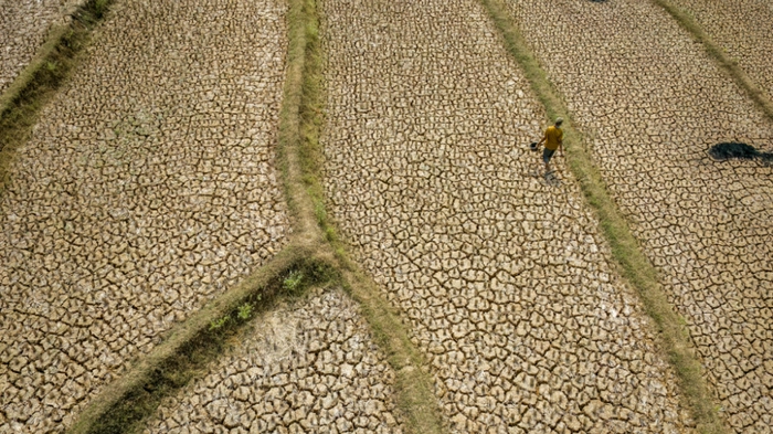 Ausgetrocknetes Reisfeld als Folge von El Nino auf West-Java