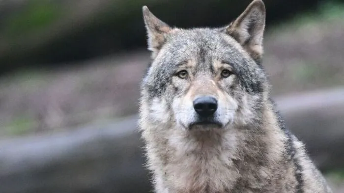 Die Praxis der Wolfsabschüsse in Kärnten und Tirol steht am Prüfstand