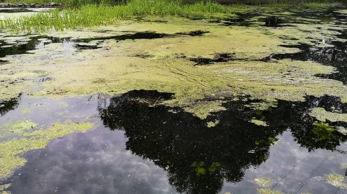 Algae bloom are pictured on the water of the Brieskower lake in Brieskow-Finkenheerd, eastern Germany, on June 19, 2023. Fisherman Henry Schneider stopped work for several months after a toxic algae bloom hit the Oder river in August 2022, decimating his catch. Schneider, 43, whose family has made its living from the river for over a century, finally took up his activities again in May 2023. But fears of a repeat are growing, as global warming adds to the toxic mix of pollution putting the delicate ecosystem under pressure. (Photo by Sebastien ASH / AFP) / TO GO WITH AFP STORY BY Sebastien ASH