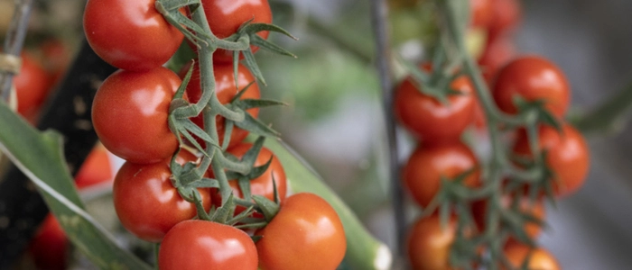Cocktailtomaten sollten vor Verzehr ausreichend erhitzt werden