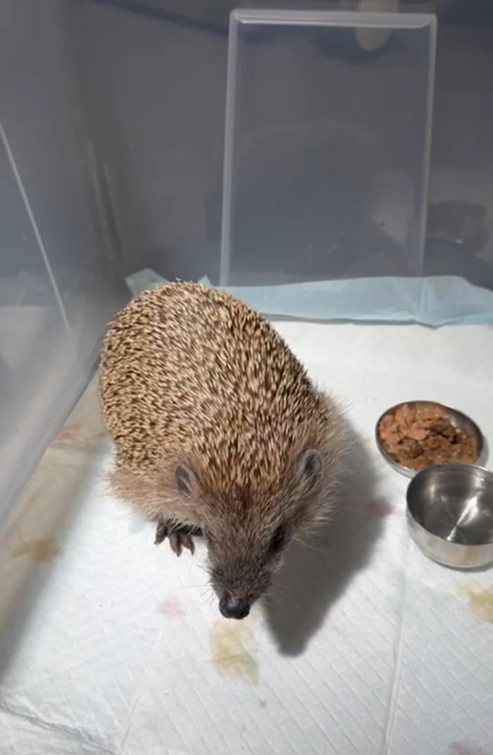 Der Igel wird jetzt aufgepäppelt