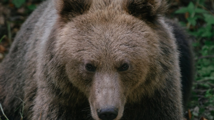 Braunbären - hier ein Exemplar in Rumänien - können sehr schwer werden