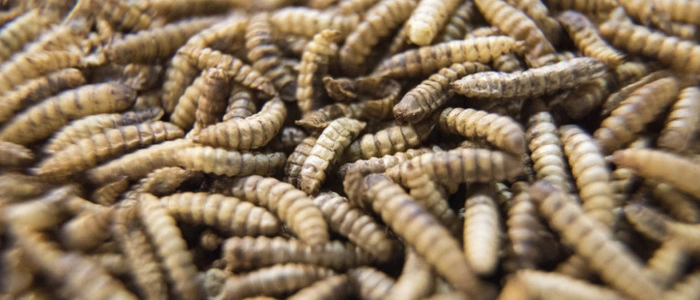 Die Larven der Fliegen werden schon vielerorts gezüchtet