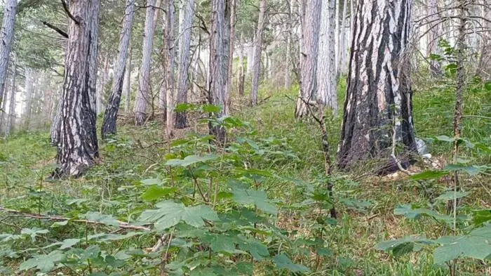 Nach dem großen Waldbrand in Hirschwang an der Rax läuft die Wiederaufforstung