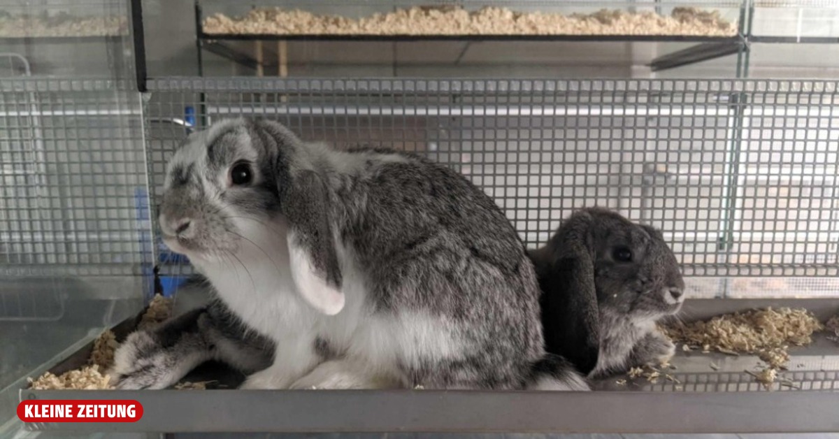 73 emaciated rabbits and guinea pigs discovered in apartment