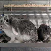 Die Frau pferchte Kaninchen in Käfige