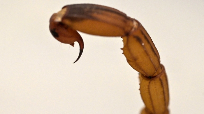 Das Tier wurde gefangen und in einen Reptilienzoo gebracht