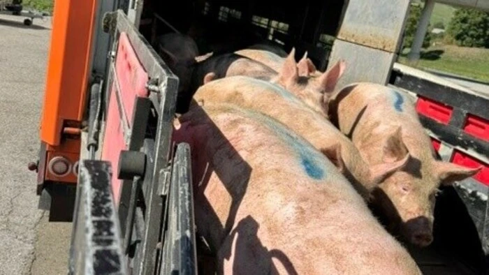 Schweine auf Transporter