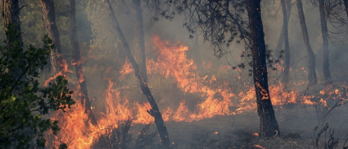 Tödliche Waldbrände in Algerien (Archivbild)