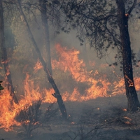Tödliche Waldbrände in Algerien (Archivbild)
