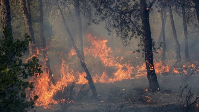 Tödliche Waldbrände in Algerien (Archivbild)