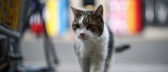 Kater Larry wohnt seit 2011 in der Downing Street 10