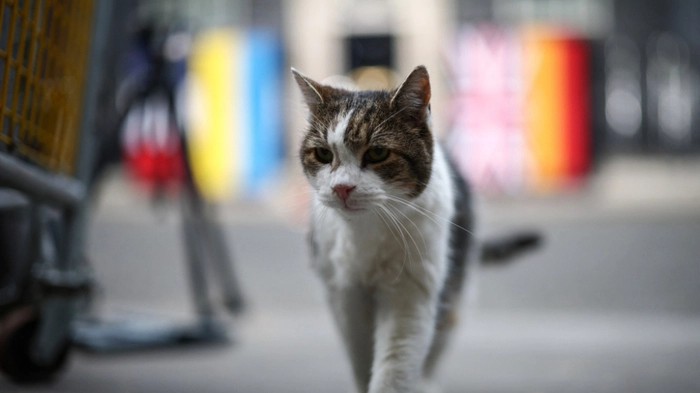 Kater Larry wohnt seit 2011 in der Downing Street 10
