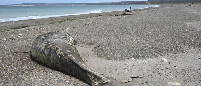 This view shows a whale calf found dead on the beach near Puerto Madryn, Chubut, Argentina, on September 22, 2026.” (Photo by MAXI JONAS / AFP)