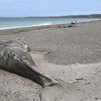 This view shows a whale calf found dead on the beach near Puerto Madryn, Chubut, Argentina, on September 22, 2026.” (Photo by MAXI JONAS / AFP)