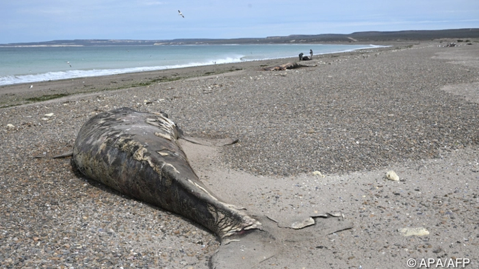 This view shows a whale calf found dead on the beach near Puerto Madryn, Chubut, Argentina, on September 22, 2026.” (Photo by MAXI JONAS / AFP)