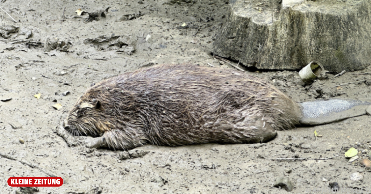 Killing quotas increased: More than 1,000 beavers could be hunted