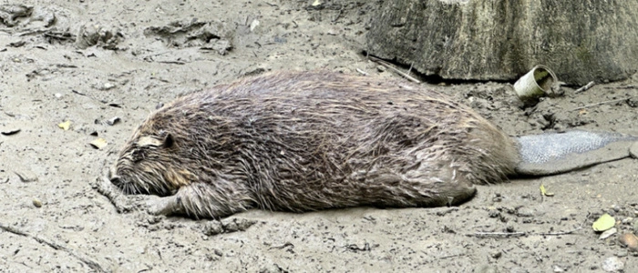 Ein verendeter Biber liegt im Matsch