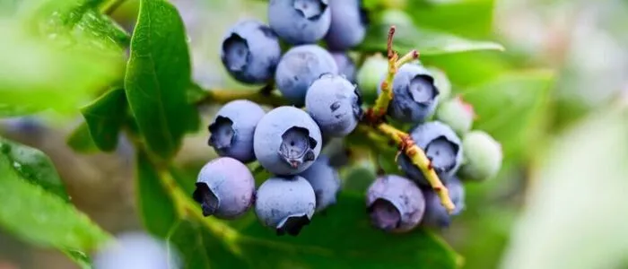 Auf der Suche nach Beeren verschwand eine Litauerin für vier Tage