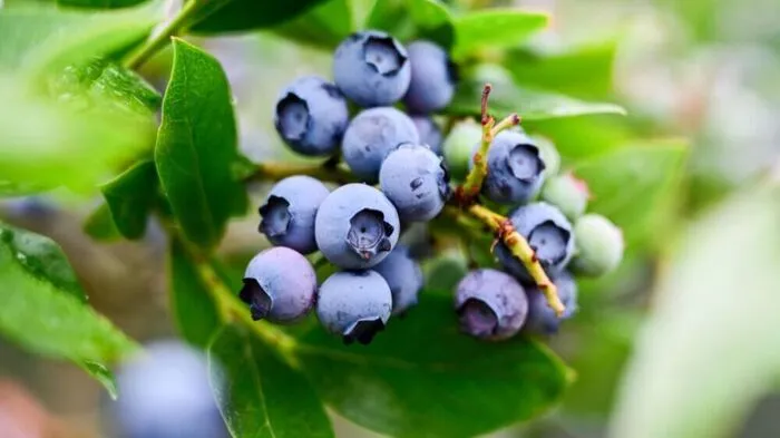 Auf der Suche nach Beeren verschwand eine Litauerin für vier Tage